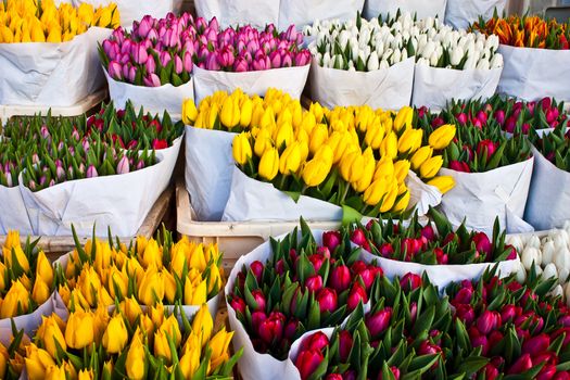 Detail of Amsterdam flowers market: the best tulips of the world