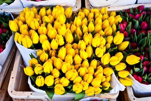 Detail of Amsterdam flowers market: the best tulips of the world