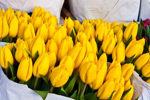Detail of Amsterdam flowers market: the best tulips of the world
