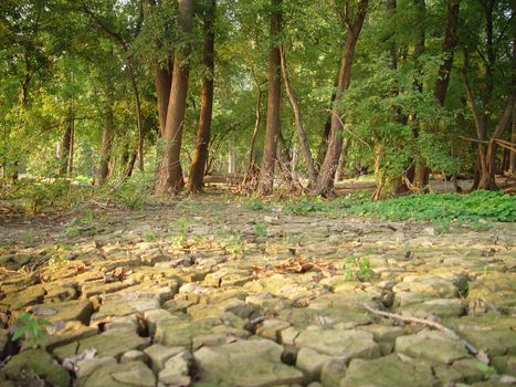A forest with a dried and cracked mud floor.