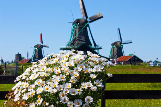 Clear and traditional landmark for Holland: flowers and mills