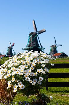 Clear and traditional landmark for Holland: flowers and mills