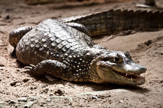Portrait of a crocodile in a reptilarium