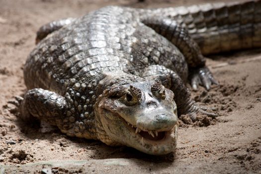 Portrait of a crocodile in a reptilarium