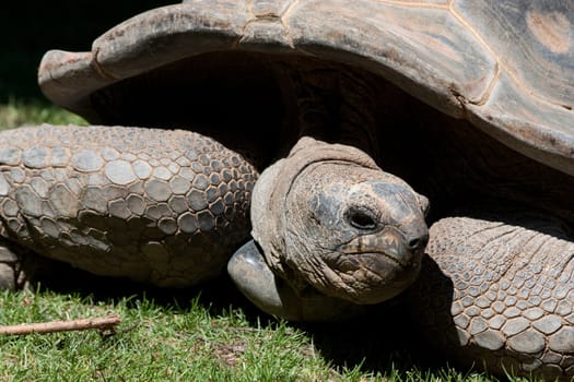 Portrait of a giat turtle in a reptilarium