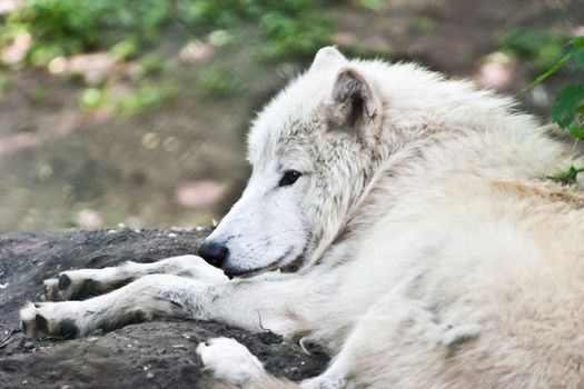 Portrait of a white wolf, hot season