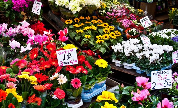 Detail of Amsterdam flowers market: the best tulips of the world
