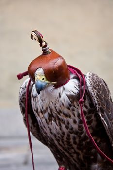 Italian hawk, specie in the subfamily Accipitrinae