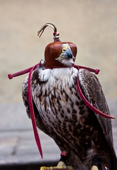 Italian hawk, specie in the subfamily Accipitrinae