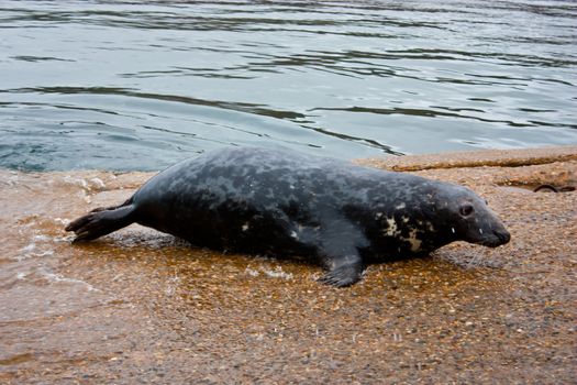 Rare Halichoerus grypus - Scotland, Iona Isle during summer