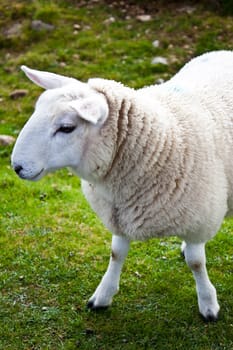 Lovely sheep portrait on grass field, Scotland