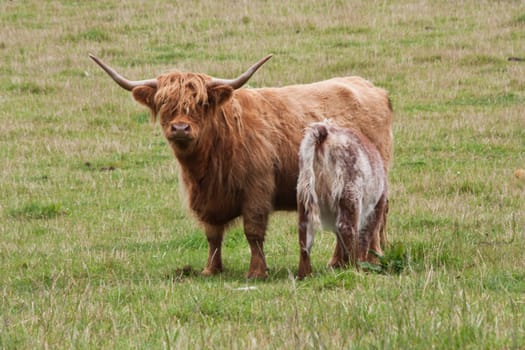 Angus calf withi his mother, Scotland, Sutherland