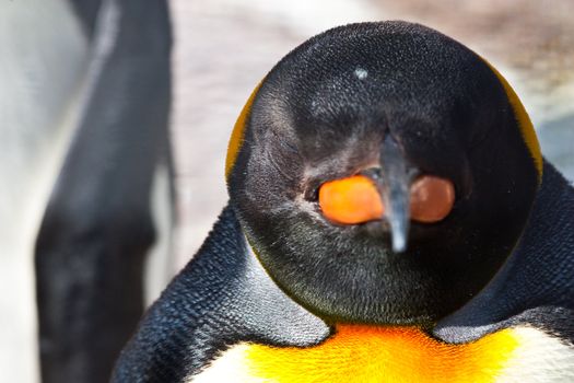 Latin name  Aptenodytes Patagonica, tipical of Falkland Islands