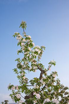 apple trees in bloom at garda lake in italy