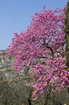 cherry tree in bloom at garda lake in italy