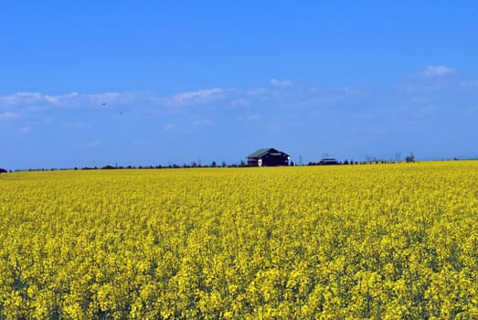 Field covered of flowery plants of yellow and green color
