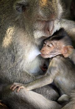 Family of monkeys. Monkeys forest on Bali. Indonesia