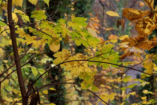 Autumn leaves wet after rain