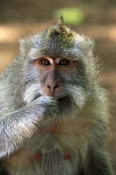 Portrait of the monkey with an amusing grimace