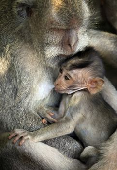 Family of monkeys. Monkeys forest on Bali. Indonesia
