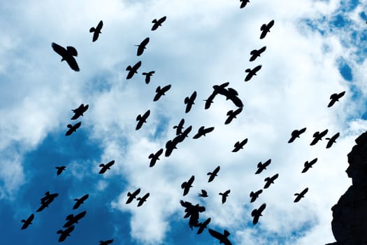 Many bird silhouettes against blue sky