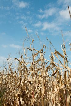 Corn plants on an agricultural field against blue sky