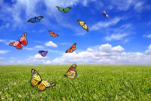 Beautiful Butterflies Flying Free in an Open Field of Grass and Sky