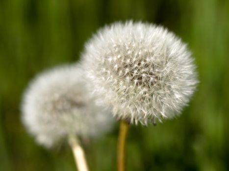 two dandellions clocks at spring with shallow depth of field