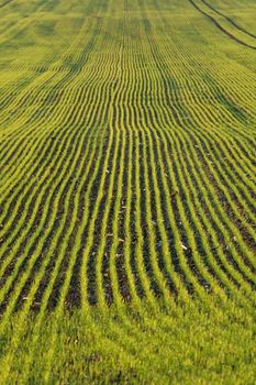 Agricultural field with endless rows of plants