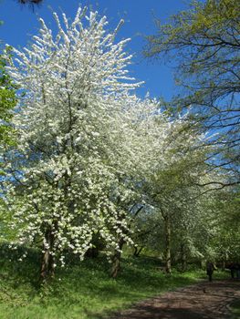 beautiful tree covered in spring on a sunny day