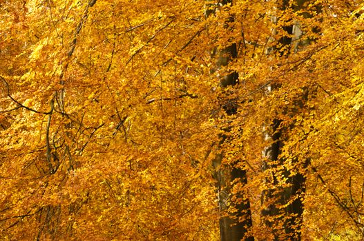 Trees in autumn with yellow, red and orange leaves