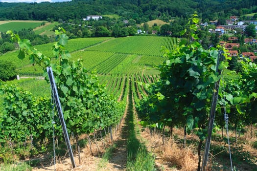 Vineyard rows at Germany, summer day