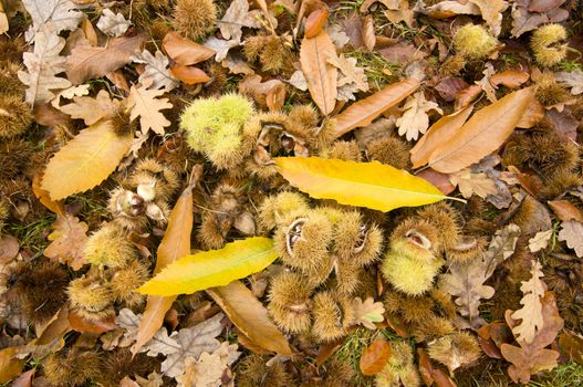 Chestnuts fallen on ground among oak leaves