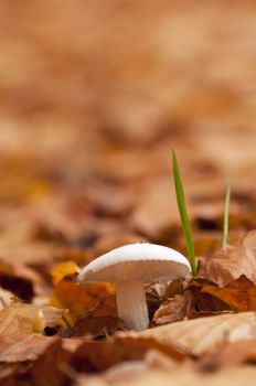 White mushroom growing out of dead leaf bed