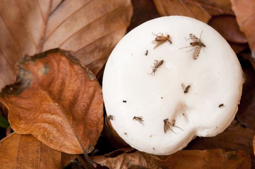 White mushroom growing out of leaf bed with dead insects