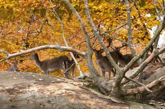 Male and females fallow deer under trees in autumn