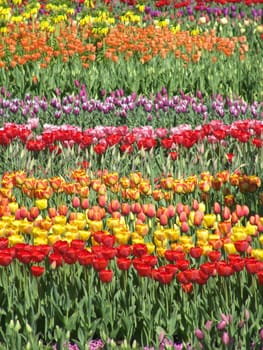 flower bed with many tulips in spring