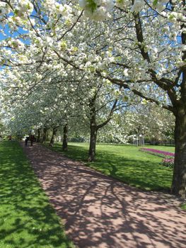 beautiful tree covered in spring on a sunny day