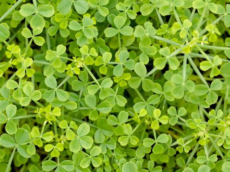 Macro of a beautiful clover field 