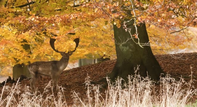 Male fallow deer under trees in autumn