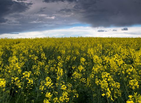 Colza or canola field under stormy sky at spring 