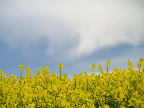 Colza or canola field under stormy sky at spring 