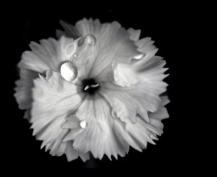 White Camelia Flower With Extreme Depth of Field in Black and White