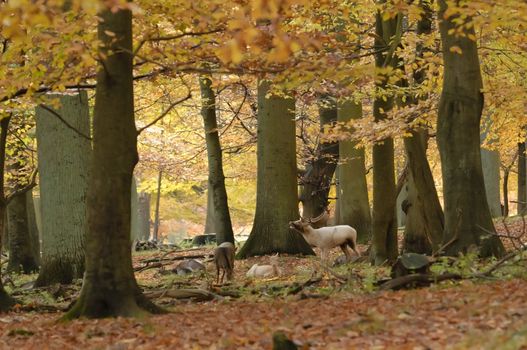Male and females fallow deer under trees in autumn