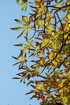 Autumnal leaves of a chestnut tree against clear blue sky