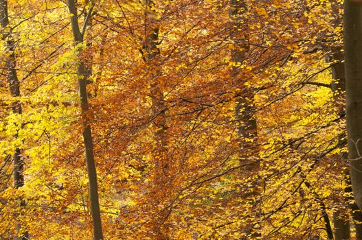 Trees in autumn with yellow, red and orange leaves