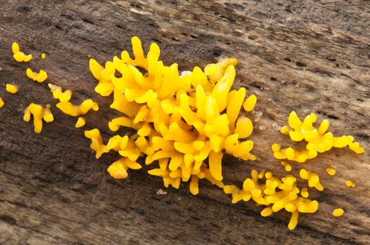 Yellow mushrooms growing out of a fallen tree