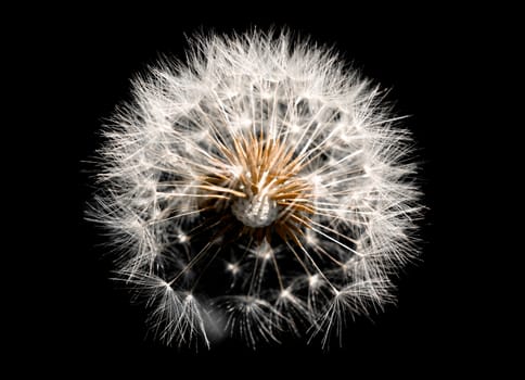 Dandelion isolated on black