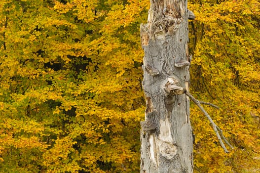 Trees in autumn with yellow, red and orange leaves