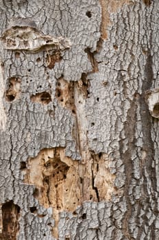 Oak Tree stump in autumn